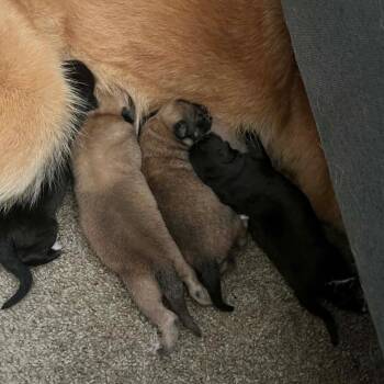 Golden Retriever and German Shepherd Dog Dogs Available for Adoption in Eureka Springs, Arkansas - Odette | PetCurious