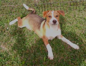 Rescue Labrador Retriever and Siberian Husky Dogs for Adoption in Watertown, Connecticut - Ann Rice | PetCurious