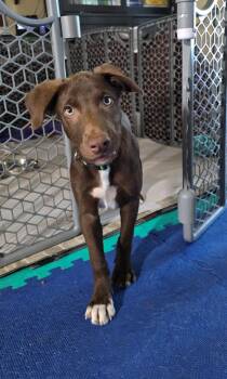 Carl -  Border Collie and Mountain Cur Dog for Adoption in Culpeper, Virginia - Carl | PetCurious