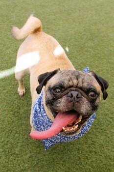 Shoelace -  Pug Dog for Adoption in Gardena, California - Shoelace | PetCurious