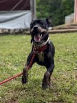 Heineken -  Miniature Pinscher and Mixed Breed Dog for Adoption in Morristown, New Jersey - Heineken | PetCurious