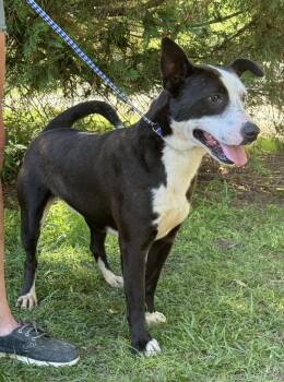 Rescue Labrador Retriever Dogs for Adoption in Troy, Alabama - Tansy | PetCurious