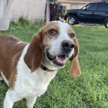 Beagle and Basset Hound Dogs Available for Adoption - Pepe | PetCurious