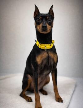 Miniature Pinscher Dogs Available for Adoption in Peconic, New York - Layla | PetCurious