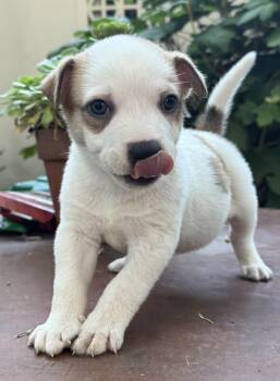 Frank (Vintage Litter) -  Terrier Dog for Adoption in Woodside, California - Frank (Vintage Litter) | PetCurious