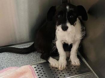ARROW -  Border Collie and Cairn Terrier Dog for Adoption in Tustin, California - ARROW | PetCurious