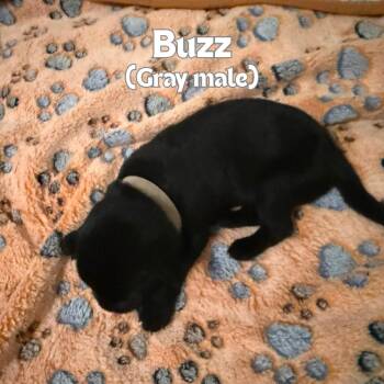 Buzz (Gray Collar) -  German Shepherd Dog Dog for Adoption in Tulsa, Oklahoma - Buzz (Gray Collar) | PetCurious