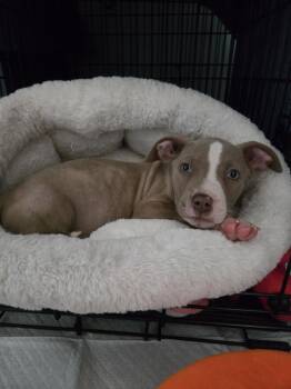 Huey -  Mixed Breed Dog for Adoption - Huey | PetCurious