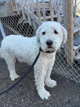 Poodle and Labrador Retriever Dogs Available for Adoption in Winnipeg, Manitoba - Ollie | PetCurious