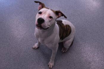 Pit Bull Terrier Dogs Available for Adoption in Yonkers, New York - Daisy | PetCurious