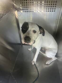 Rescue Mixed Breed Dogs for Adoption in Fort Worth, Texas - 59676392 | PetCurious