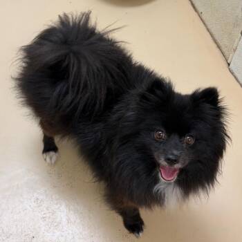 Pomela - Chino Hills Location -  Pomeranian and None Dog for Adoption in Chino Hills, California - Pomela - Chino Hills Location | PetCurious
