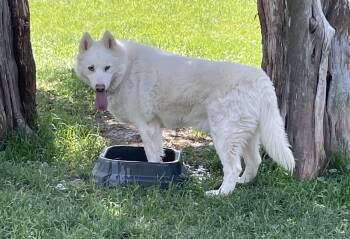 Rescue Husky and Alaskan Malamute Dogs for Adoption in Durango, Colorado - Odin | PetCurious