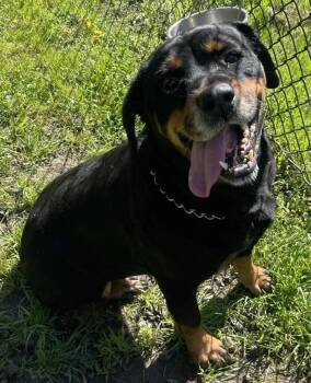 Rescue Rottweiler Dogs for Adoption in Chapel Hill, North Carolina - RUBY | PetCurious