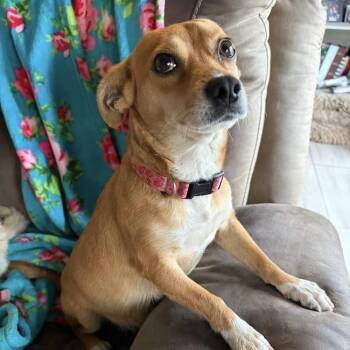 Lego -  Chihuahua and Terrier Dog for Adoption in San Diego, California - Lego | PetCurious