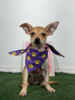 Katty Pawry-One of our Amazing Rescue Dogs -  Chihuahua and Mixed Breed Dog for Adoption in Carlsbad, California - Katty Pawry-One Of Our Amazing Rescue Dogs | PetCurious