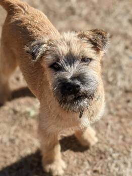 Terrier Dogs Available for Adoption - Dixon | PetCurious