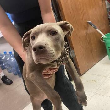 Morocco -  Mixed Breed Dog for Adoption in Davenport, Iowa - Morocco | PetCurious
