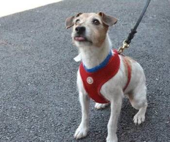 Freddie (Bonded Pair with Ellie) -  Jack Russell Terrier Dog for Adoption in Westwood, New Jersey - Freddie (Bonded Pair With Ellie) | PetCurious