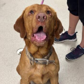 Lambeau -  Labrador Retriever Dog for Adoption in Evansville, Indiana - Lambeau | PetCurious