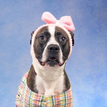 Velma Dinkley -  Pit Bull Terrier and Mixed Breed Dog for Adoption in Atlanta, Georgia - Velma Dinkley | PetCurious
