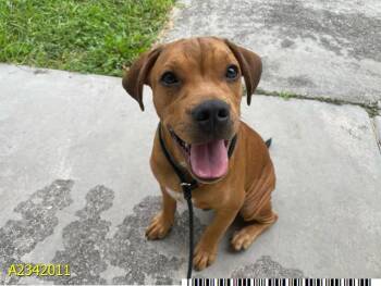 HONEST -  Mixed Breed Dog for Adoption in West Palm Beach, Florida - HONEST | PetCurious