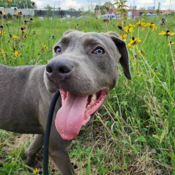 Grenadine -  Cane Corso Dog for Adoption in Fort Wayne, Indiana - Grenadine | PetCurious
