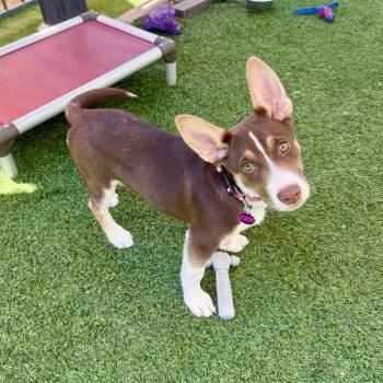 Husky Dogs Available for Adoption in Agoura Hills, California - Libby | PetCurious