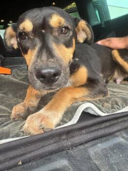 Negrito -  Manchester Terrier and Labrador Retriever Dog for Adoption in Ramona, California - Negrito | PetCurious