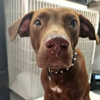 Sheldon -  Chocolate Labrador Retriever and Mixed Breed Dog for Adoption in Corpus Christi, Texas - Sheldon | PetCurious