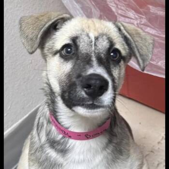 1090 (2026) Rain -  Shepherd and Mixed Breed Dog for Adoption in Parker, Colorado - 1090 (2026) Rain | PetCurious