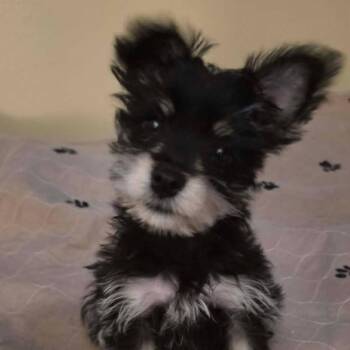 Miniature Schnauzer and Yorkshire Terrier Dogs Available for Adoption - Scrappy | PetCurious