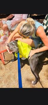 Finn -  Pit Bull Terrier Dog for Adoption in Plano, Texas - Finn | PetCurious