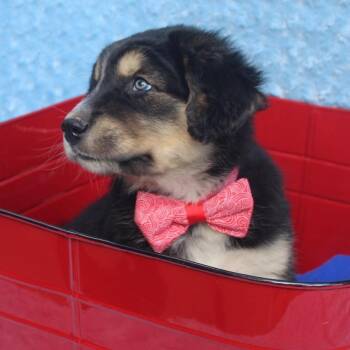 Shepherd and Siberian Husky Dogs Available for Adoption in Cincinnati, Ohio - Teddy | PetCurious