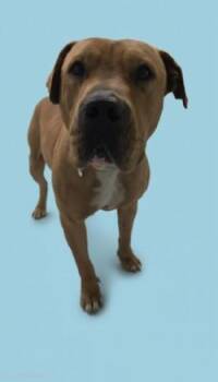 Mixed Breed Dogs Available for Adoption in Savannah, Georgia - Courage | PetCurious