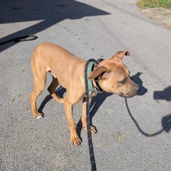 Rescue Mixed Breed Dogs for Adoption in Fairport, New York - Pascal | PetCurious