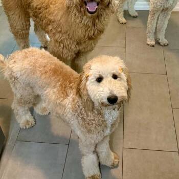 Beautiful -  Standard Poodle and Golden Retriever Dog for Adoption in Lakewood Ranch, Florida - Beautiful | PetCurious