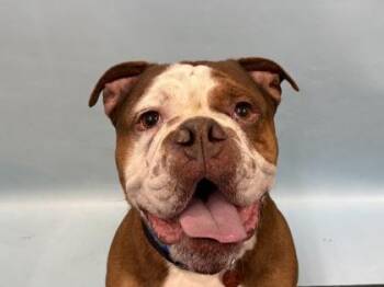 Tomater -  English Bulldog Dog for Adoption in Woodbury, Minnesota - Tomater | PetCurious
