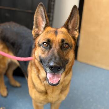 Sasha -  German Shepherd Dog Dog for Adoption in Watertown, New York - Sasha | PetCurious