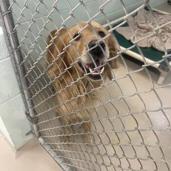 Avalon -  Golden Retriever Dog for Adoption in Newark, New Jersey - Avalon | PetCurious