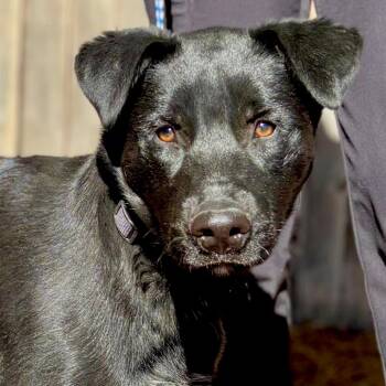 Black Labrador Retriever and Husky Dogs Available for Adoption - Shadow | PetCurious