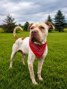 Shar Pei and Pit Bull Terrier Dogs Available for Adoption in Wooster, Ohio - Bruce Lee | PetCurious