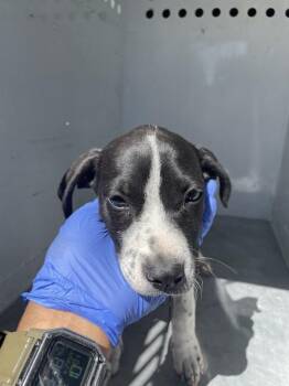Pudgy -  Pit Bull Terrier Dog for Adoption in Victorville, California - Pudgy | PetCurious