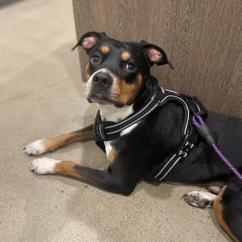 Gus -  Mixed Breed and None Dog for Adoption in Brooksville, Florida - Gus | PetCurious