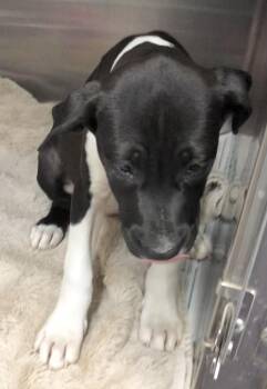 Rescue Labrador Retriever Dogs for Adoption in Parma, Ohio - Button | PetCurious