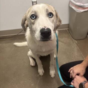 Sandy -  Mixed Breed Dog for Adoption in Tulsa, Oklahoma - Sandy | PetCurious