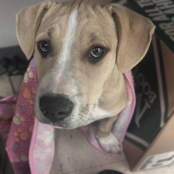 Rescue Pit Bull Terrier Dogs for Adoption in Ashland, Virginia - Boo | PetCurious