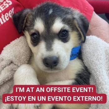 Rescue Mixed Breed Dogs for Adoption in Carrollton, Texas - Reign | PetCurious