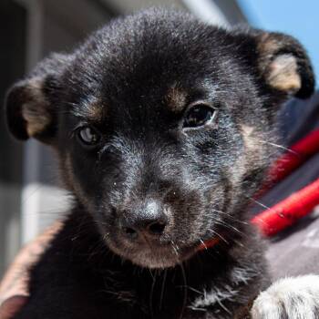 Haze Basil *Available by Appt* -  Mixed Breed Dog for Adoption in Kennebunk, Maine - Haze Basil *Available By Appt* | PetCurious