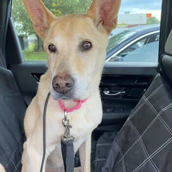Skippy -  Husky and Shepherd Dog for Adoption in Toronto, Ontario - Skippy | PetCurious